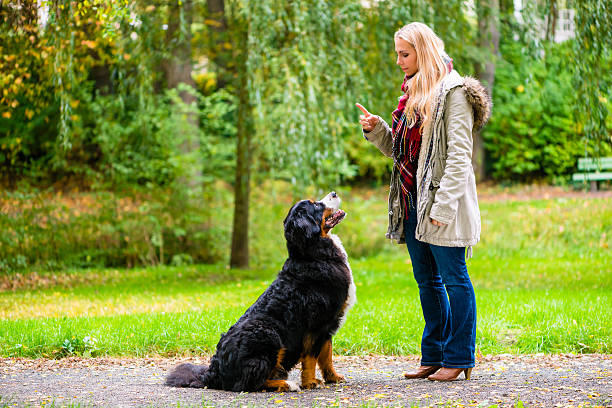 Girl in autumn park training her dog in obedience Girl in autumn park training her dog in obedience giving the sit command bernese mountain dog photos stock pictures, royalty-free photos & images