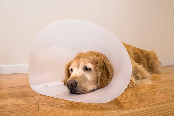 istock Senior dog wearing e-collar after surgery at home 491294492