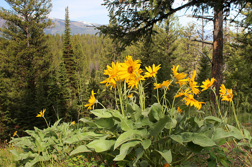 View of Sunflower Field in early morning.