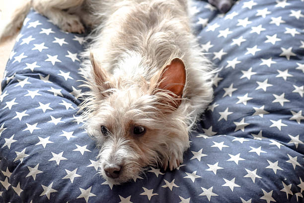 Wirehaired Portuguese Podengo Resting wire haired stock pictures, royalty-free photos & images