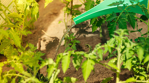 istock watering green tomato plants in greenhouse 491296278