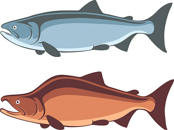 ryby łosoś - chinook salmon stock illustrations