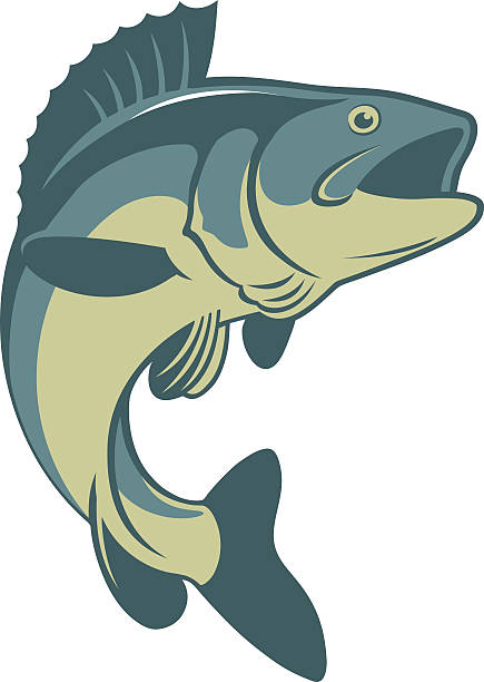 рыба бас - labrax stock illustrations