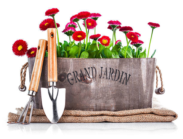 istock Spring flowers in wooden basket with garden tools 491297184