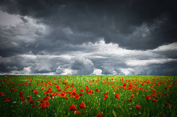 istock Vivid poppy field 491297368
