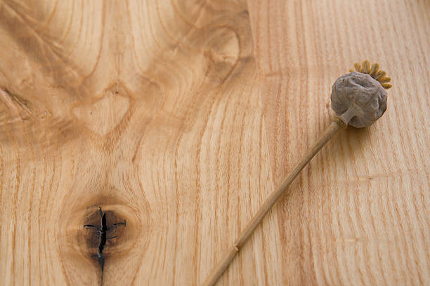 istock Dry poppy-head on the wooden table 491297502