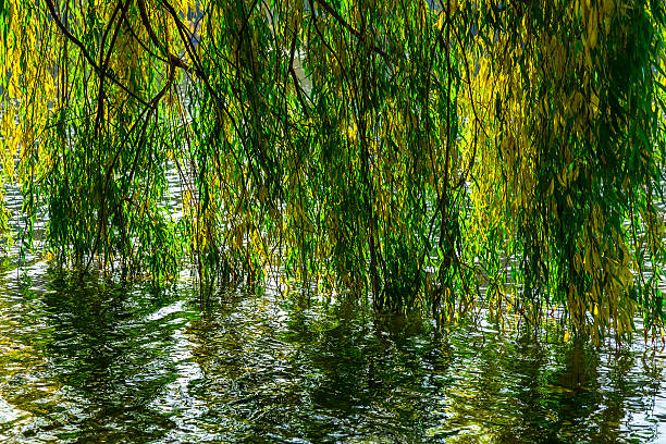 istock Willow Branches under Water in Autumn season 491309524