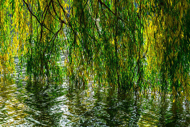 istock Willow Branches under Lake in Autumn season 491309600