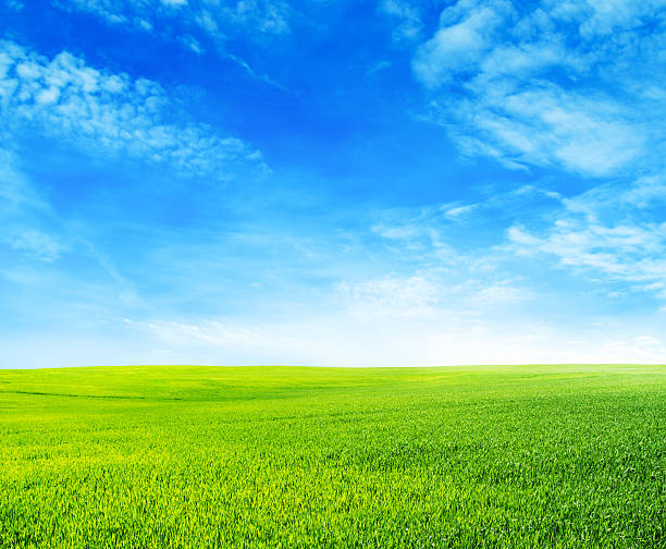istock Green field under blue sky with white clouds 491309818