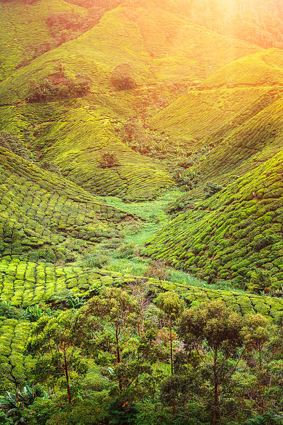 istock Tea plantation in Malaysia 491310042