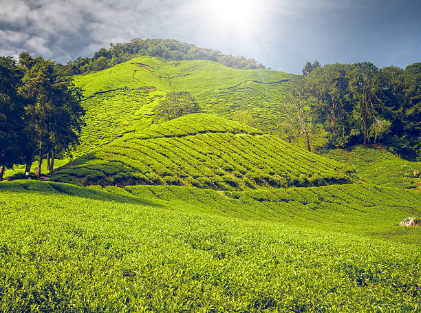 istock Tea plantation in Malaysia 491310168