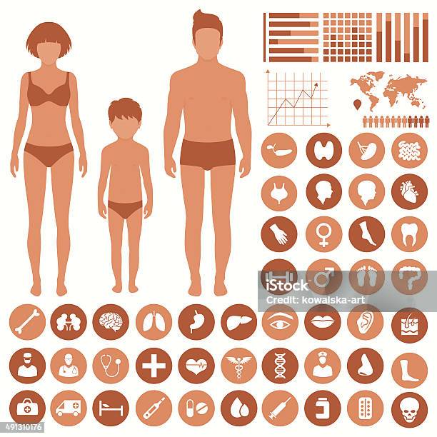 Anatomie Des Organes Corps Humain Vecteurs libres de droits et plus d'images vectorielles de Foie humain - Foie humain, 2015, Abdomen