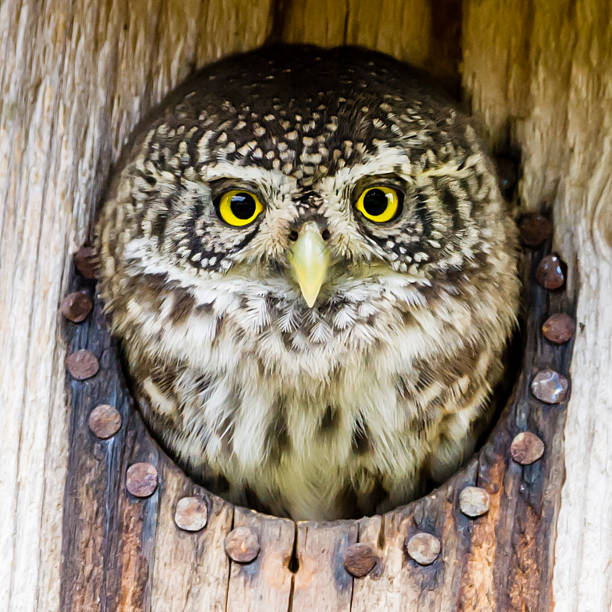 istock Eurasian pygmy owl 491310900