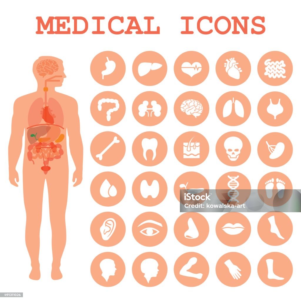 human organs, body anatomy medical infographic icons, human organs, body anatomy The Human Body stock vector