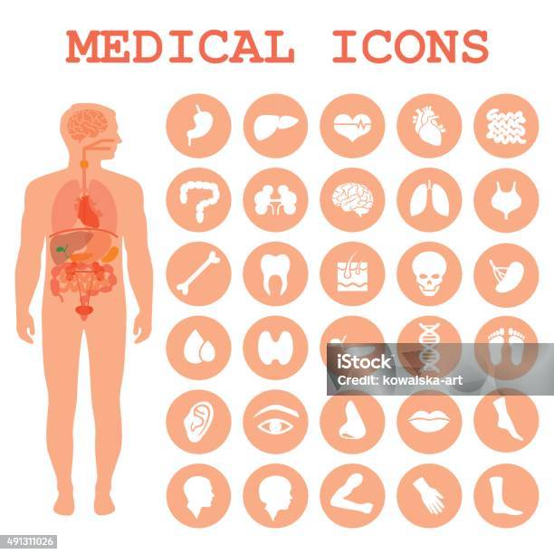 Human Organs Body Anatomy Stock Illustration - Download Image Now - The Human Body, Human Internal Organ, Icon Symbol