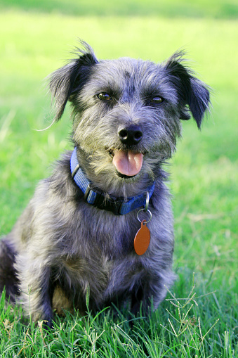 A cute terrier mix dog wearing a collar and tags looks at the camera. Photographed at a dog park.