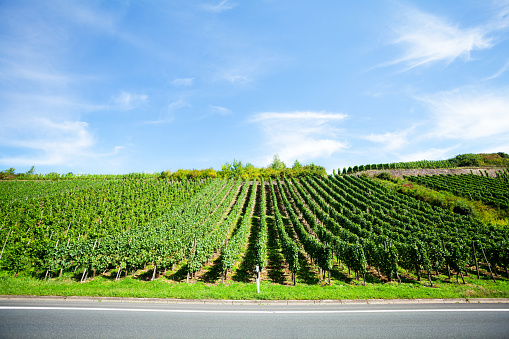 Vineyards at road L 53 and river Mosel between Plünderich and Burg (Mosel) in Rhineland-Palatinate,