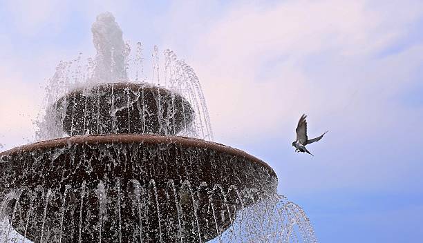 istock Dove drinking water from fountain 491312686