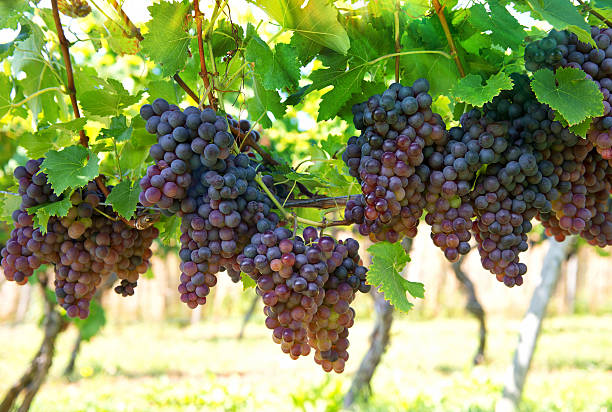 バイングレープフルーツの植物ブドウ園 - agriculture purple vine grape leaf ストックフォトと画像