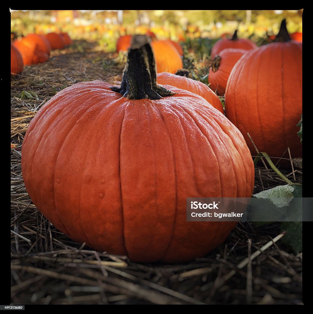 Pumpkin Patch in October Pumpkin patch in October.    iPhone 2015 Stock Photo