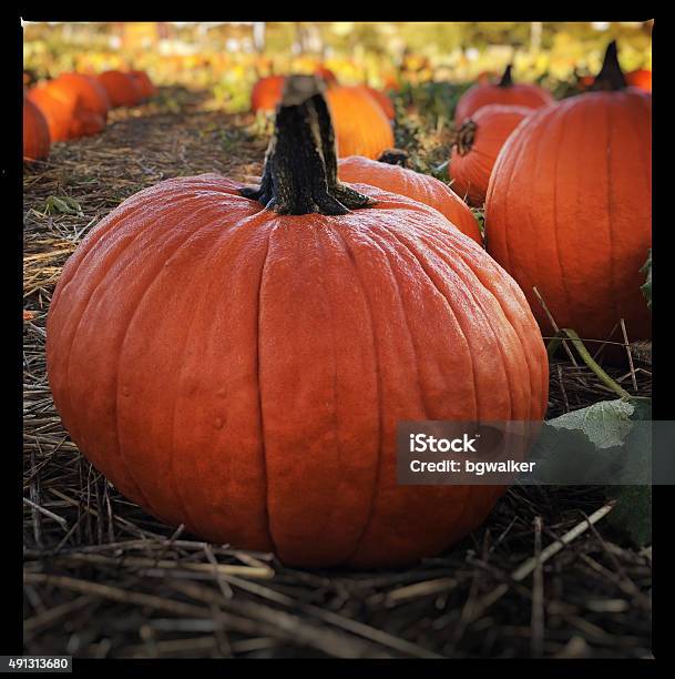 Pumpkin Patch In October Stock Photo - Download Image Now - 2015, Agricultural Field, Autumn