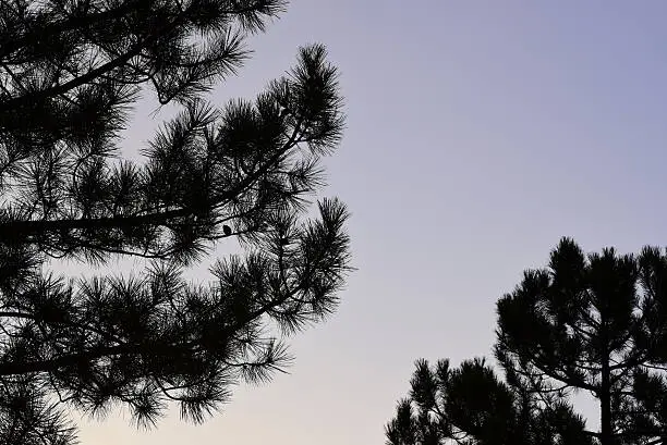 Silhouette of pine tree & needles