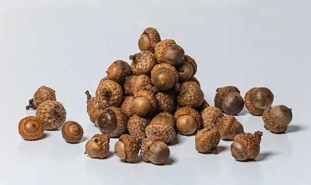 A pile of acorns on a white background 