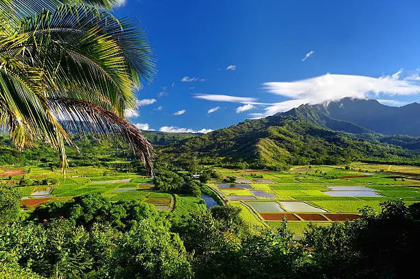 Taro fields in beautiful Hanalei Valley on Kauai island, Hawaii