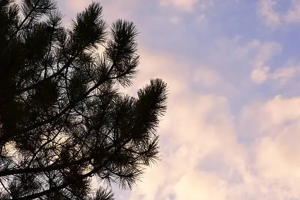 Silhouette of pine needles. Background is sky with clouds
