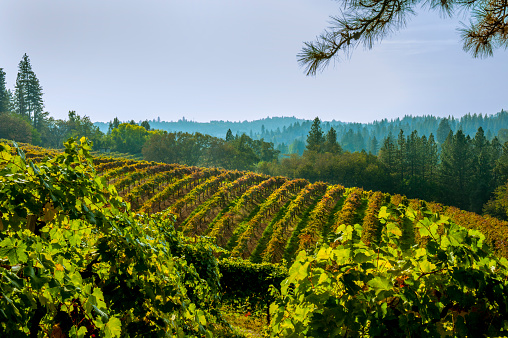 Hillside vineyard, El Dorado County, near Placerville, CA. Fall colors.