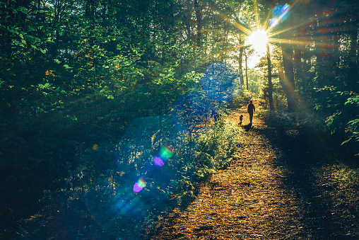 Boy walking with his dog in the woods into the sunset on a clear autumn day, natural lens flare, high ISO, toned image.