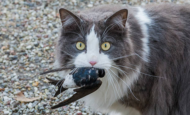 istock Domestic cat in garden 491322415