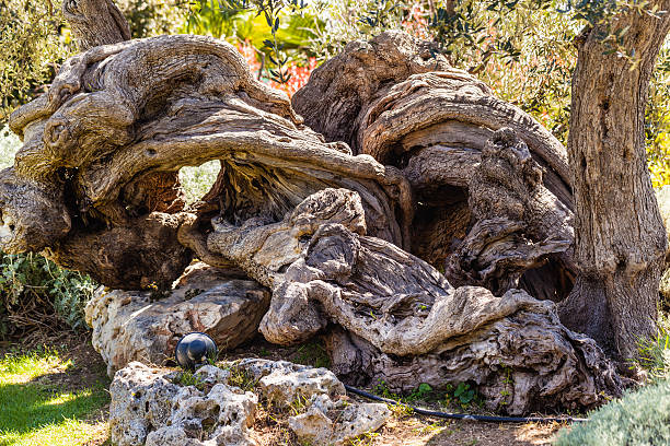 incroyable tronc d'arbre - olive tree tree root old photos et images de collection