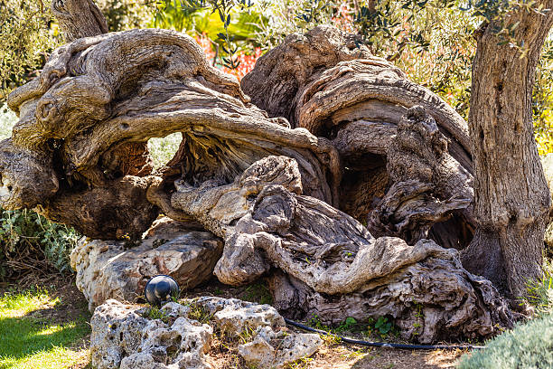 fantástico tronco de árvore - greece blue forest national landmark imagens e fotografias de stock