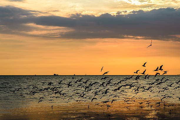 istock Flock of Seagulls in Sky 491323483
