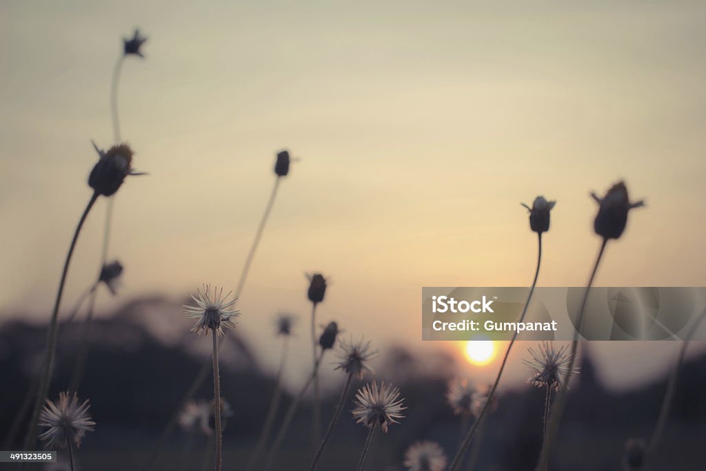 grass flowers in the sunset with vintage filter effect Abstract Stock Photo
