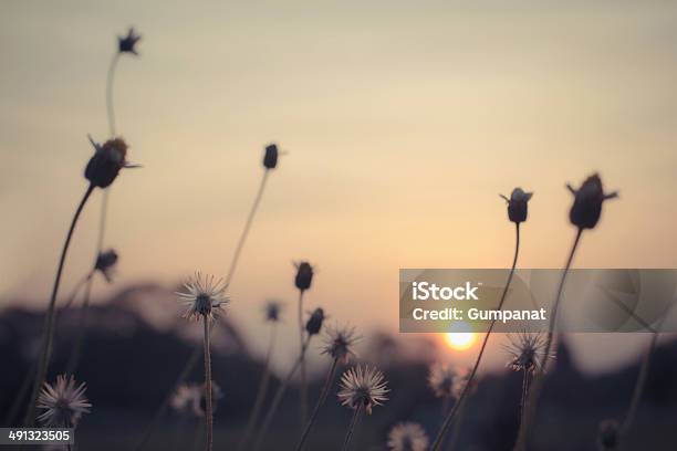 Grass Flowers In The Sunset With Vintage Filter Effect Stock Photo - Download Image Now