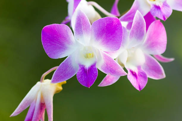 orquídeas - formal garden tropical climate park plant imagens e fotografias de stock