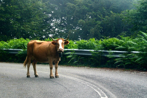 Brown Cow standing in the middle of the street, Ireland