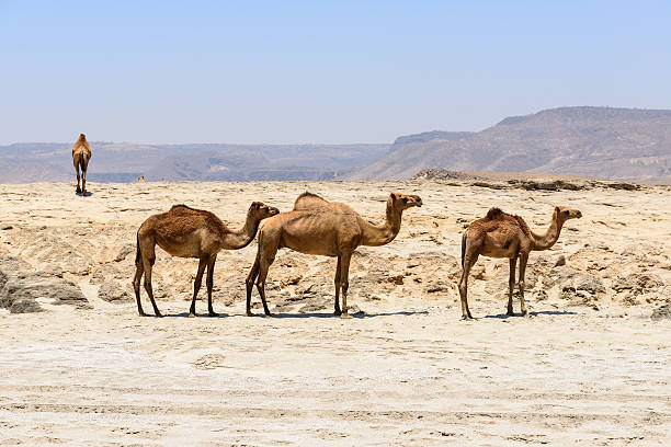 Dromedaries on the beach, Taqah (Oman) stock photo