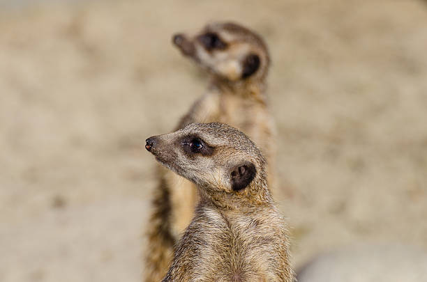 istock Meerkats (aka suricate) on guard duty 491326397