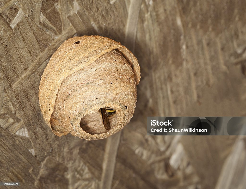 Wasp Nest A small active wasp nest hanging Animal Egg Stock Photo