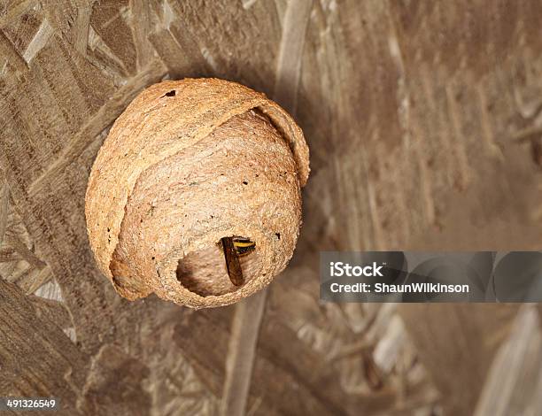 Wasp Nest Stock Photo - Download Image Now - Animal Egg, Animal Nest, Animal Wildlife