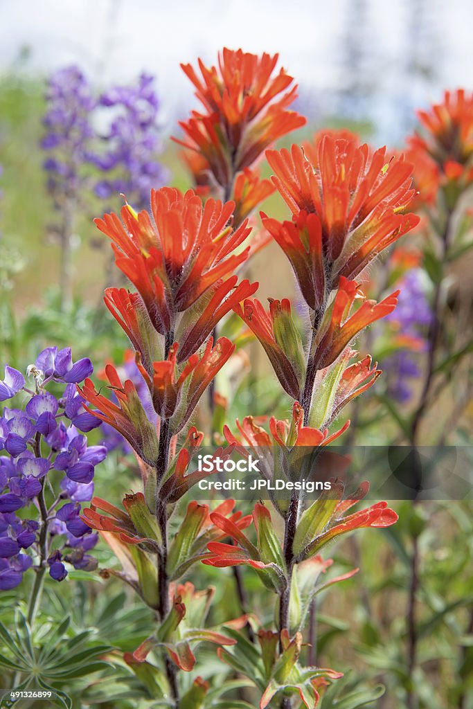 Red Indian Paintbrush Wildflowers Closeup Red Indian Paintbrush Wildflowers Blooming Along Columbia River Gorge in Springtime Closeup Macro Columbia River Stock Photo