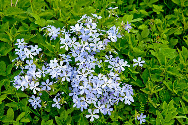 istock meadow of flowers 491327199