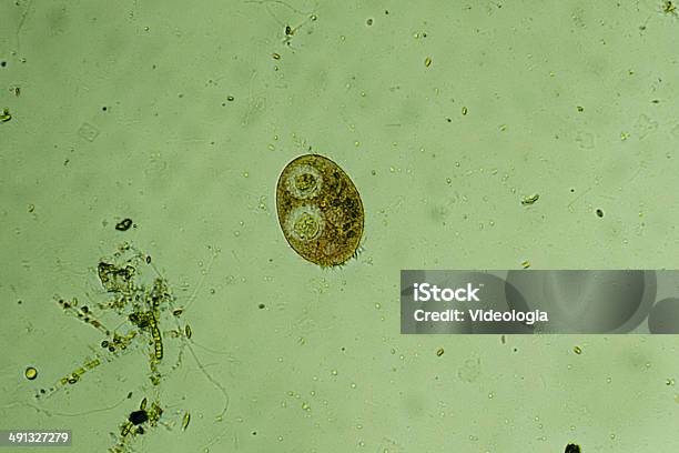 Микроорганизмыпарамеция — стоковые фотографии и другие картинки Бактерия - Бактерия, Без людей, Биология