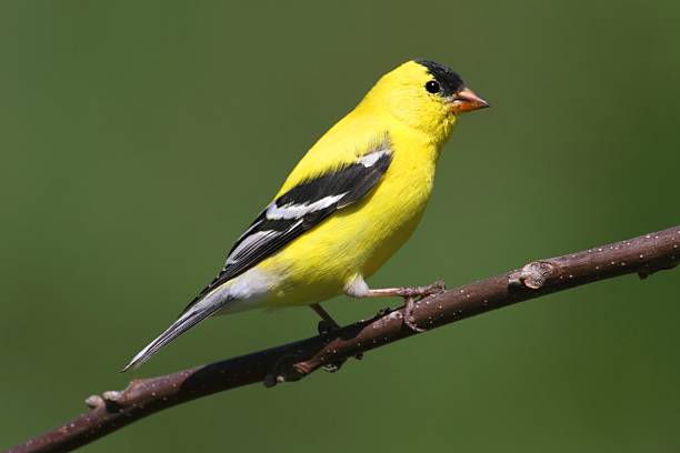 istock American Goldfinch on a branch 491328137
