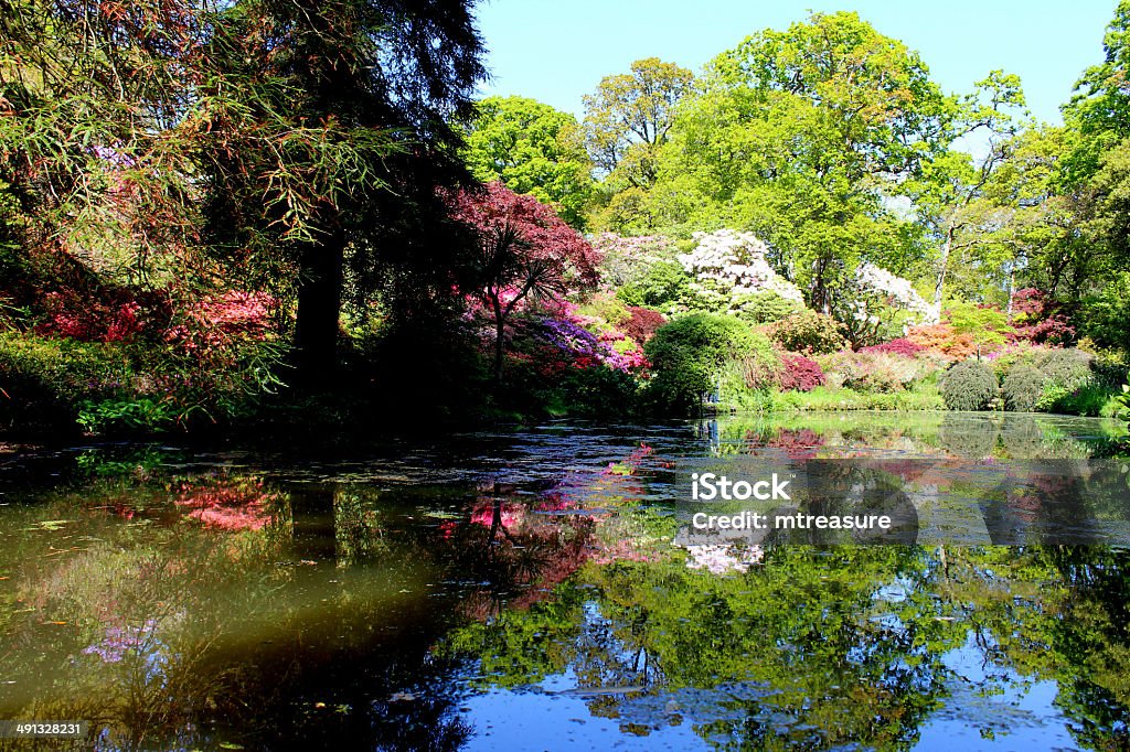 Fish pond in landscaped garden with Japanese maples and trees Photo showing reflections on a large pond with koi carp and goldfish.  The edges of the pond are softened with planting, including bog plants, Japanese maples, flowering azaleas, irises, reeds and bamboo. Animal Markings Stock Photo