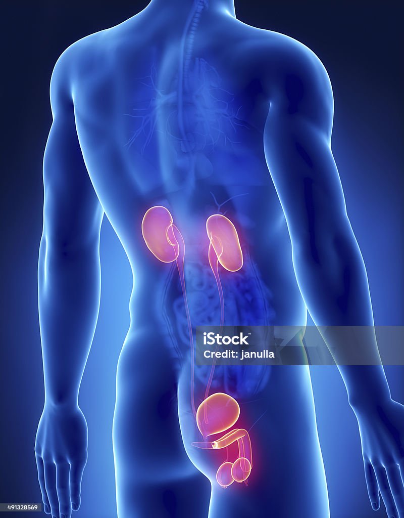 Raggi x di anatomia urogenitale maschile vista posteriore - Foto stock royalty-free di Testicolo