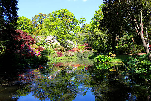 istock Large garden pond with water lilies, maple reflections and azaleas 491329037